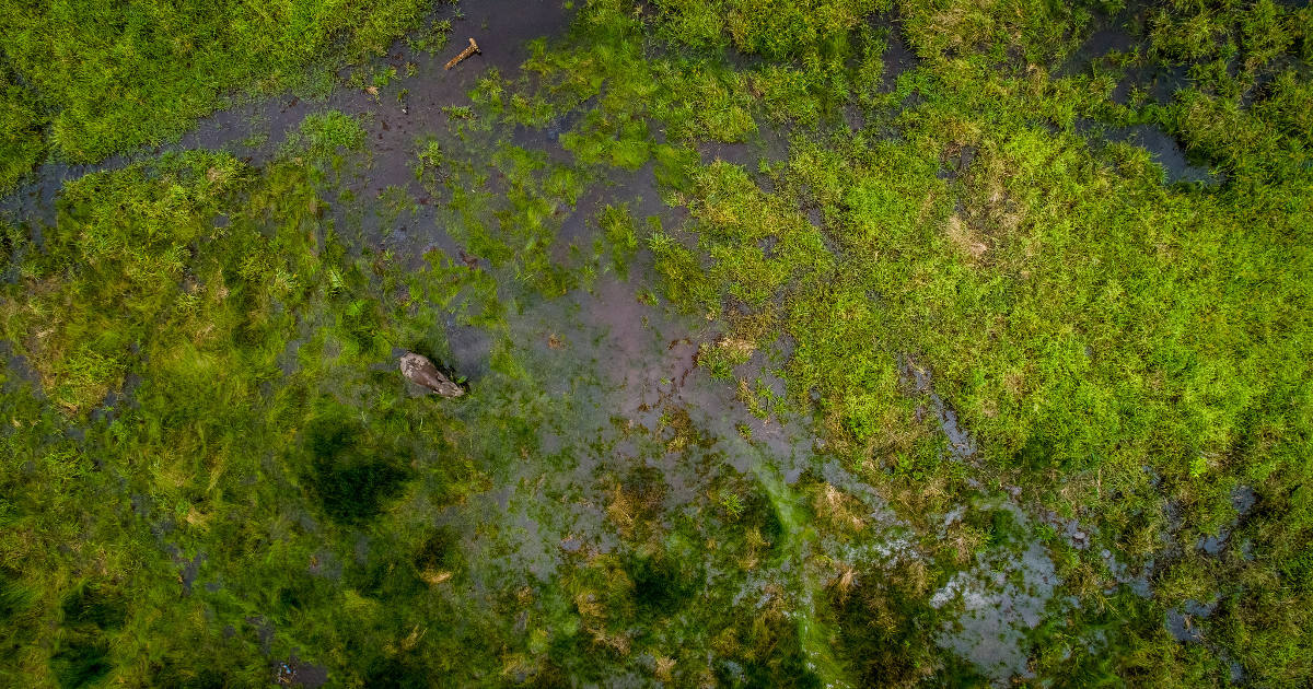 Enhancing peatland conservation: Advancements in carbon measurement ...